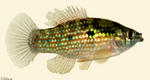 Flagfish