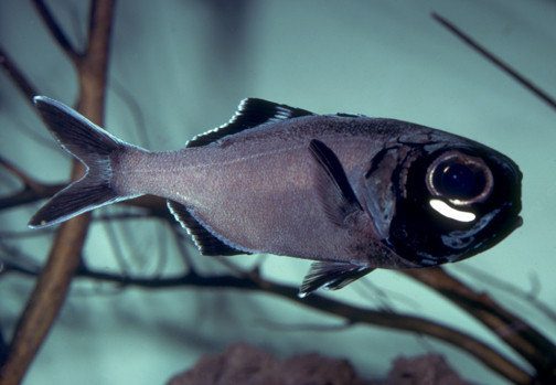 Рыба вида Аномалопид фото