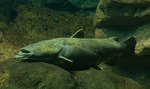 Flathead catfish