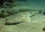 Flathead in the sand