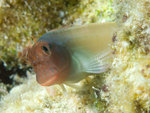 Floating Redlip blenny