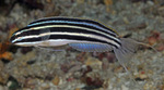 Floating Saber-toothed blenny