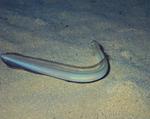 Floating Sand eel 