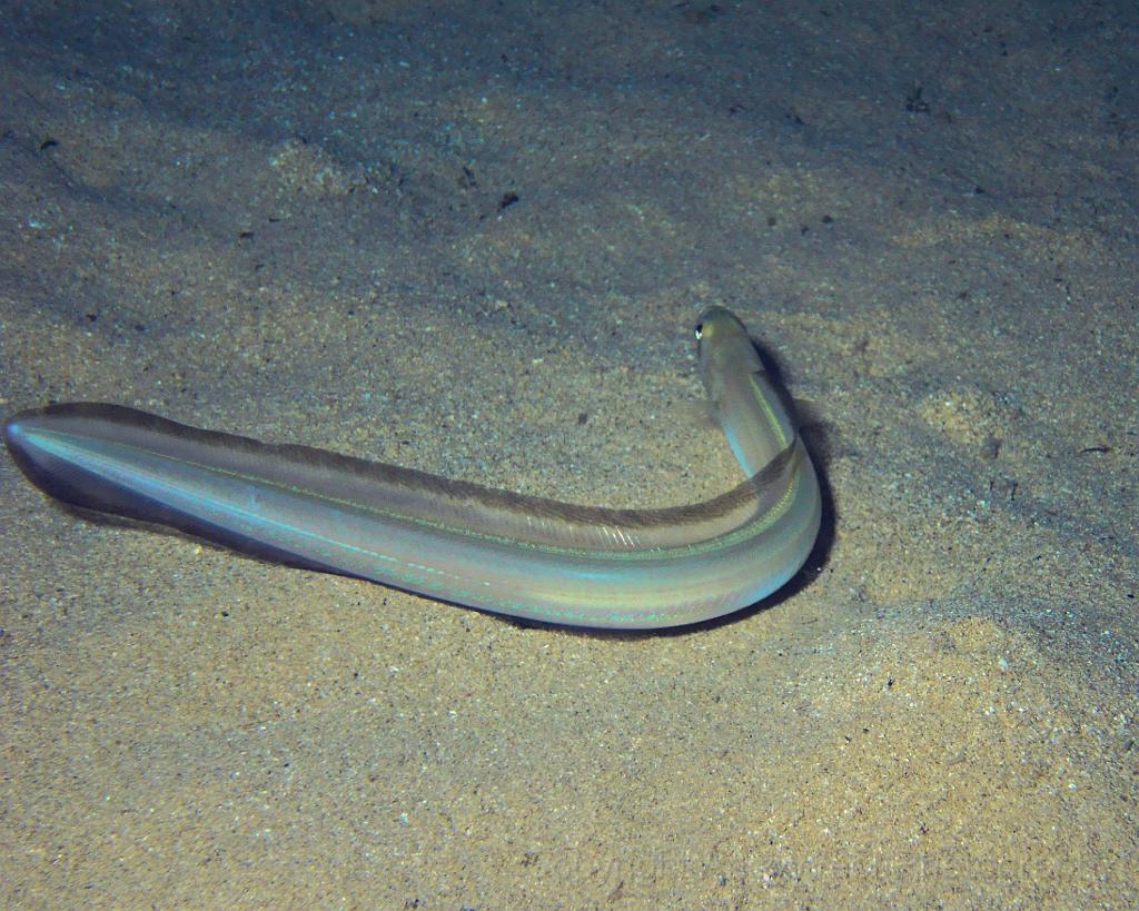 Floating Sand eel  wallpaper