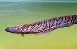 Floating Sand knifefish