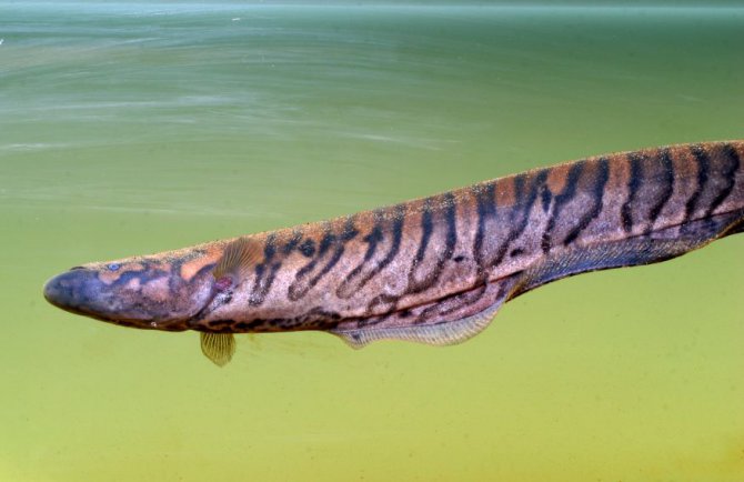 Floating Sand knifefish wallpaper