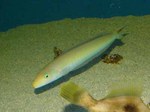 Floating Sand tilefish