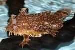 Floating Sargassum fish