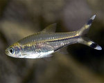 Floating Scissor-tail rasbora 