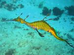 Floating Sea dragon 