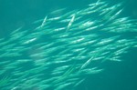 Floating Shrimpfishes