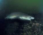 Floating Sixgill shark