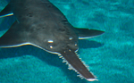 Floating Smalltooth sawfish