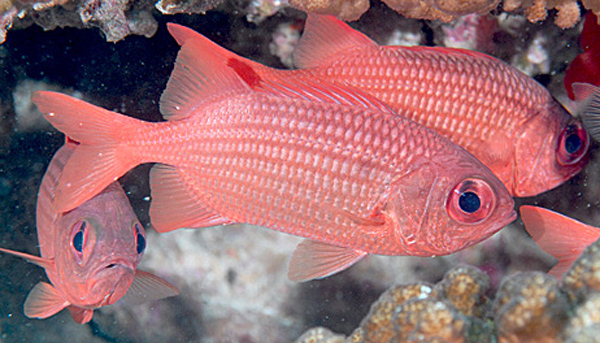 Floating Soldierfishes wallpaper