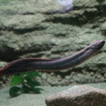 Floating South American Lungfish