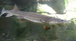 Floating Sturgeon