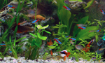 Floating Tetras