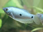 Floating Three spot gourami