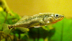 Floating Threespine stickleback