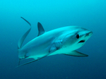 Floating Thresher shark