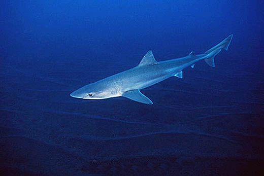 Плавающая Серая акула фото