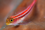 Floating Triplefin blenny