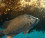 Floating Tripletail