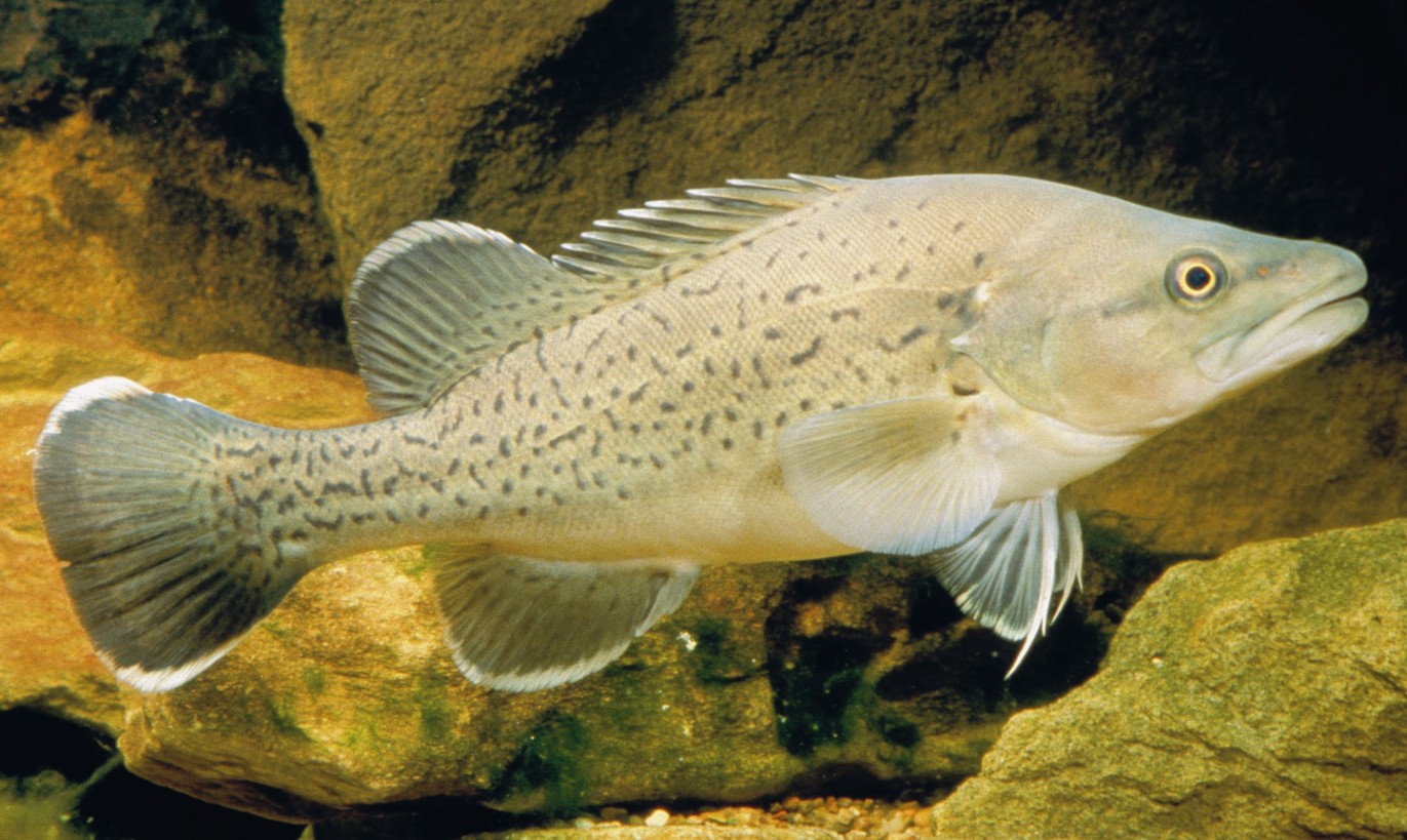 Floating Trout cod wallpaper