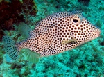 Floating Trunkfish