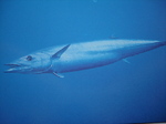 Floating Wahoo