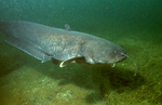 Floating Wels catfish