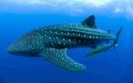 Floating Whale shark