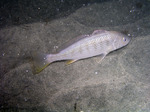 Floating White croaker