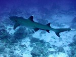 Floating Whitetip reef shark 