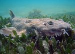 Floating Wobbegong