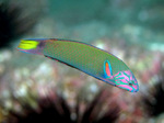 Floating Wrasse