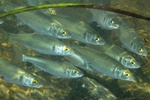 Floating Yellow-eye mullet fishes