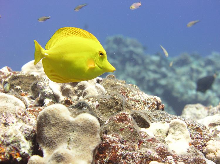 Плавающая Желтая зебросома фото