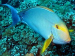 Floating Yellowfin surgeonfish