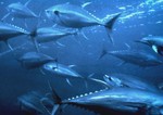 Floating Yellowfin tuna