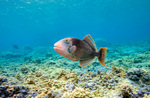 Floating Yellowmargin triggerfish