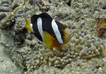 Floating Yellowtail clownfish 