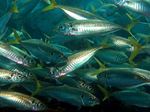 Floating Yellowtail horse mackerel