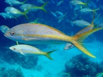 Floating Yellowtail snapper