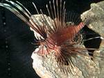 Floating Zebra lionfish