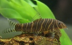 Floating Zebra loach