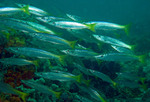 Flock of Yellowfin pike fishes