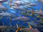 Flock of Yellowfin tuna