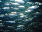 Flock of Yellowtail horse mackerel