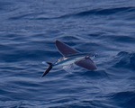 Flying fish fly over sea